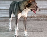 Собаки в Краснодаре: СУПЕР ДЖЕМ Мальчик, Бесплатно - фото 3