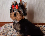 Собаки в Королеве: Мини девочка йорк Девочка, 70 000 руб. - фото 1
