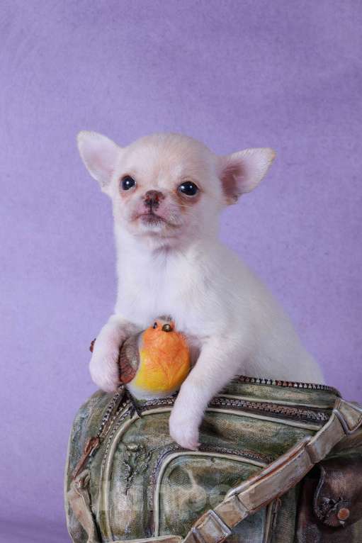 Собаки в Москве: Золотая мини девочка Девочка, 55 000 руб. - фото 2