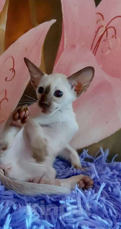 Кошки в Апрелевке: Шикарные ориентальные поинтовые котята котята Мальчик, Бесплатно - фото 4