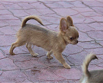 Собаки в Москве: красивые мальчики чихуахуа Мальчик, 25 000 руб. - фото 6