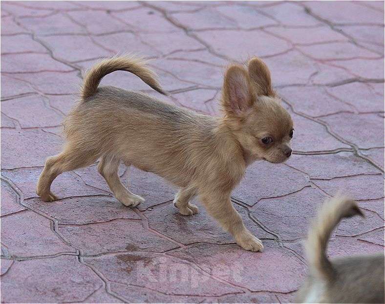Собаки в Москве: красивые мальчики чихуахуа Мальчик, 25 000 руб. - фото 6