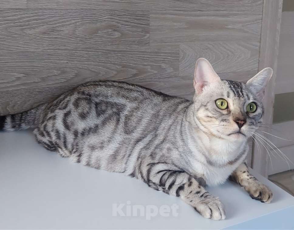 Кошки в Москве: Бенгальская кошка Девочка, 5 000 руб. - фото 6