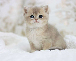 Кошки в Владивостоке: Британская девочка драгоценного окраса Девочка, 120 000 руб. - фото 3