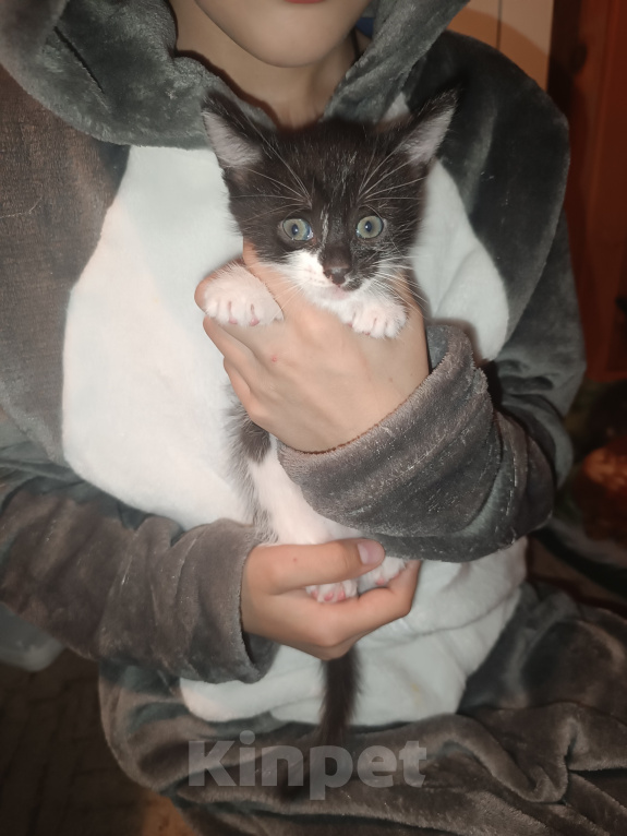 Кошки в Владимире: Котята ищут семью Разнополые, Бесплатно - фото 6