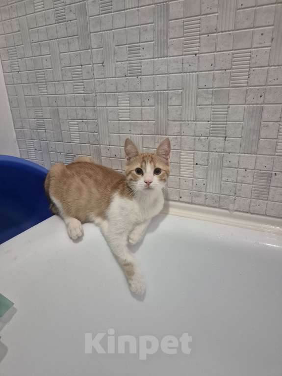 Кошки в Ростове-на-Дону: Ищем хорошие руки мальчику Мальчик, Бесплатно - фото 9