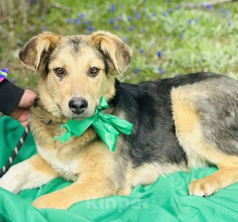 Собаки в других городах Краснодарского края: хочу домой Девочка, 10 руб. - фото 2