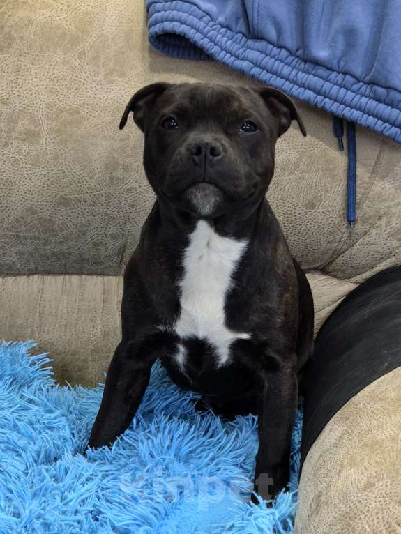 Собаки в Краснодаре: Предлагаю щенков стаффордширского бультерьера Девочка, Бесплатно - фото 1