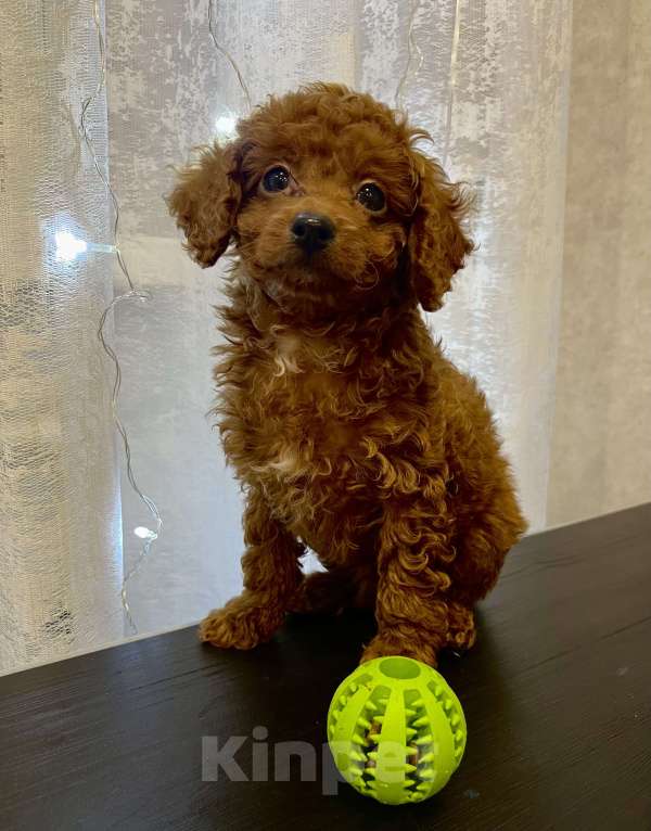 Собаки в Москве: Той -пудель мальчик щенок  Мальчик, 60 000 руб. - фото 2