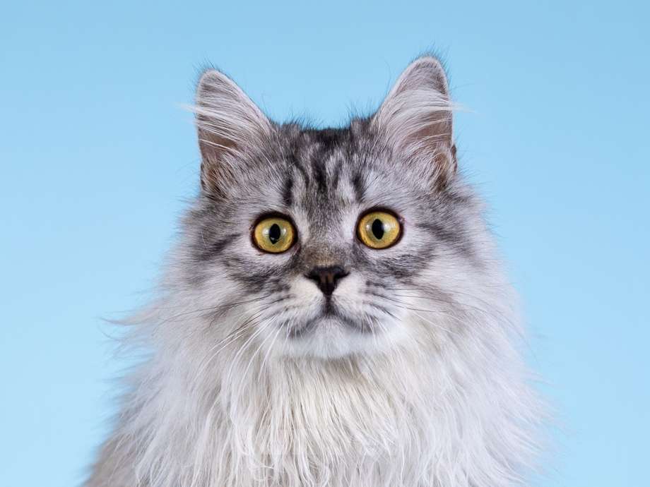 Кошки в Москве: Плюшевый юный котик Барни Мальчик, Бесплатно - фото 6