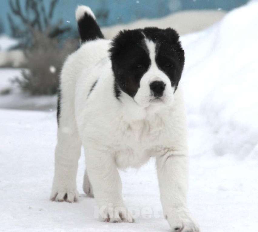 Собаки в Санкт-Петербурге: Щенки Алабая Мальчик, 80 000 руб. - фото 3