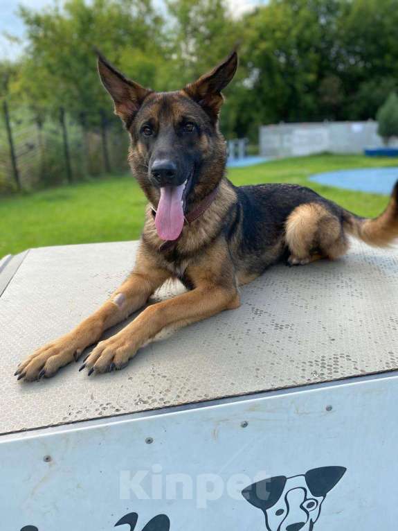 Собаки в Москве: Очаровательная собака в добрые руки Девочка, Бесплатно - фото 2