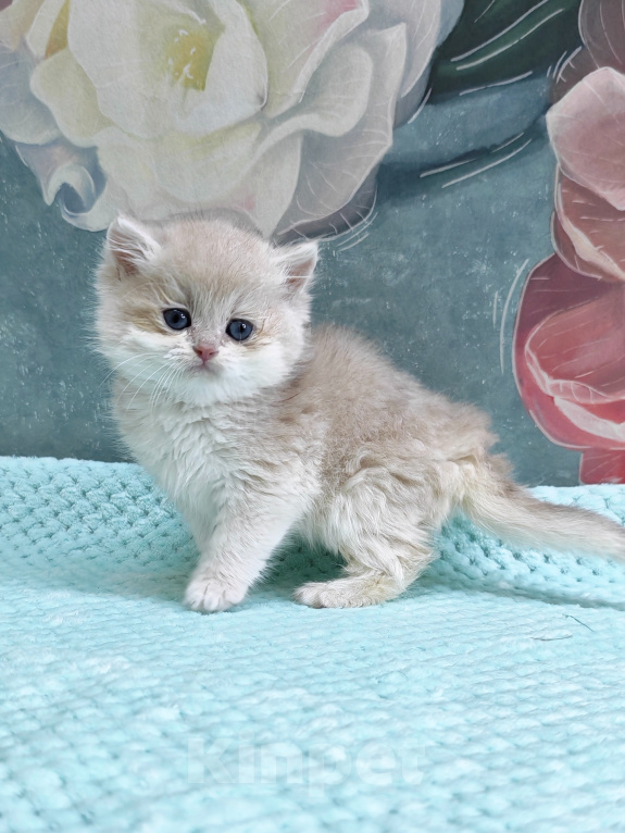 Кошки в Екатеринбурге: Шотландский котенок из питомника Мальчик, 55 000 руб. - фото 6