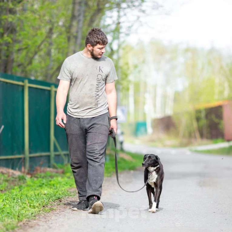 Собаки в Москве: Бурбона обижают из-за небольшого размера Мальчик, Бесплатно - фото 2