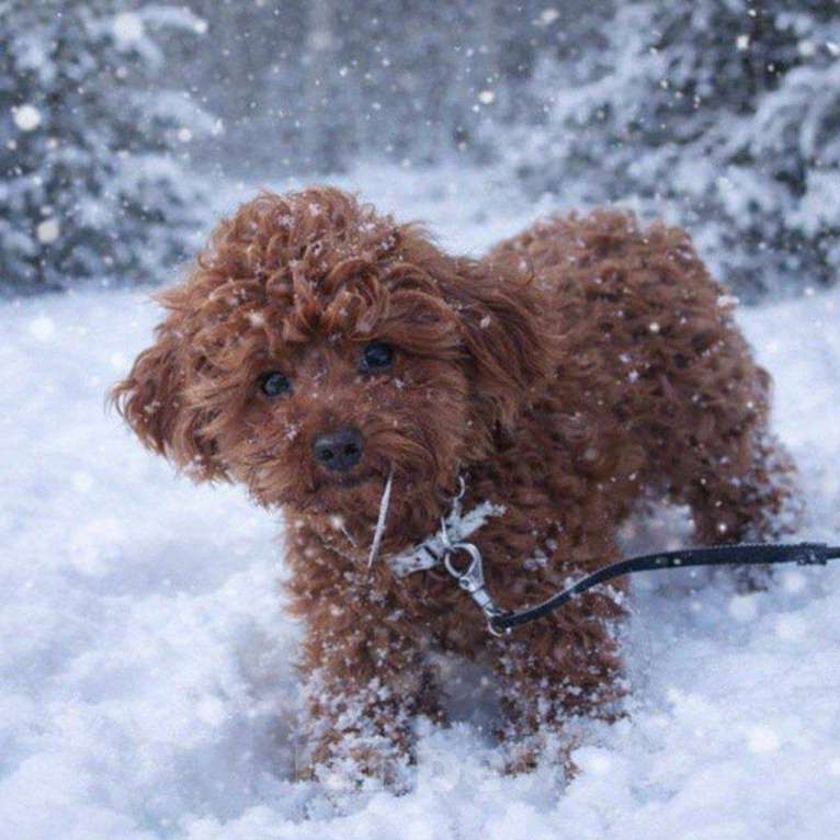 Собаки в Москве: Тедди пудель Мальчик, 150 000 руб. - фото 3