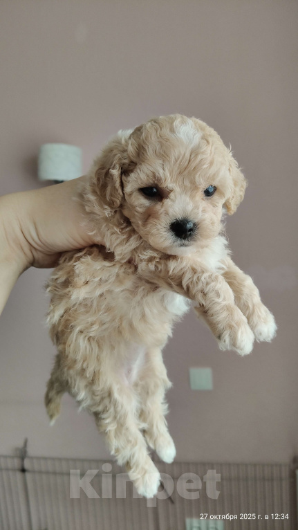 Собаки в Мытищах: Пушон бишпу Девочка, 180 000 руб. - фото 2