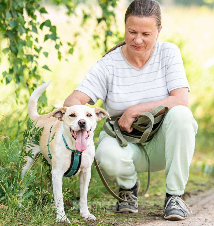 Собаки в Москве: Смелый Бинго из приюта ищет дом Мальчик, Бесплатно - фото 6