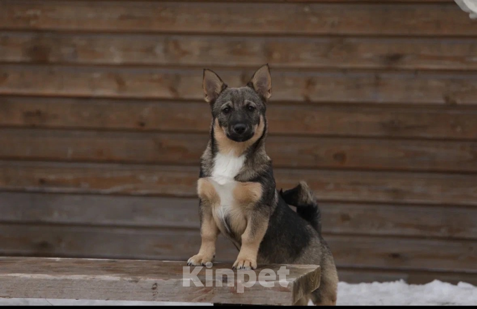 Собаки в Череповце: Шведский ВАЛЬХУНД  Мальчик, 100 000 руб. - фото 4