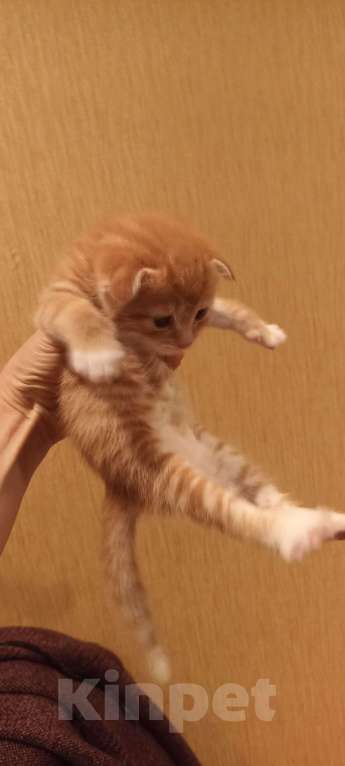 Кошки в Санкт-Петербурге:  Вислоухая рыжая девочка Девочка, 5 000 руб. - фото 6