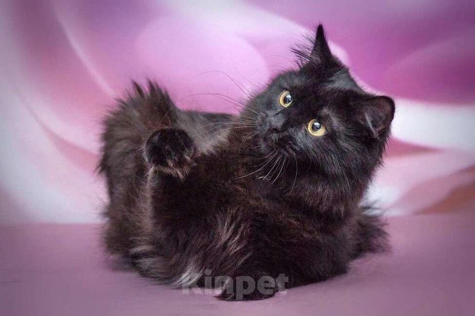 Кошки в Москве: Роскошная пушистая кошка Ночка в добрые руки Девочка, Бесплатно - фото 4