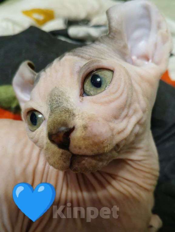 Кошки в Москве: Котята Канадский сфинкс эльф Девочка, 18 000 руб. - фото 2