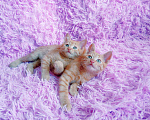 Кошки в Санкт-Петербурге: Рыжее солнышко котенок 1,5 мес.,девочка Девочка, 200 руб. - фото 9