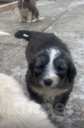 Собаки в Ханты-Мансийске: щенки ЮРО Мальчик, 10 000 руб. - фото 1