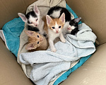 Кошки в Тольятти: Котята  Мальчик, Бесплатно - фото 4