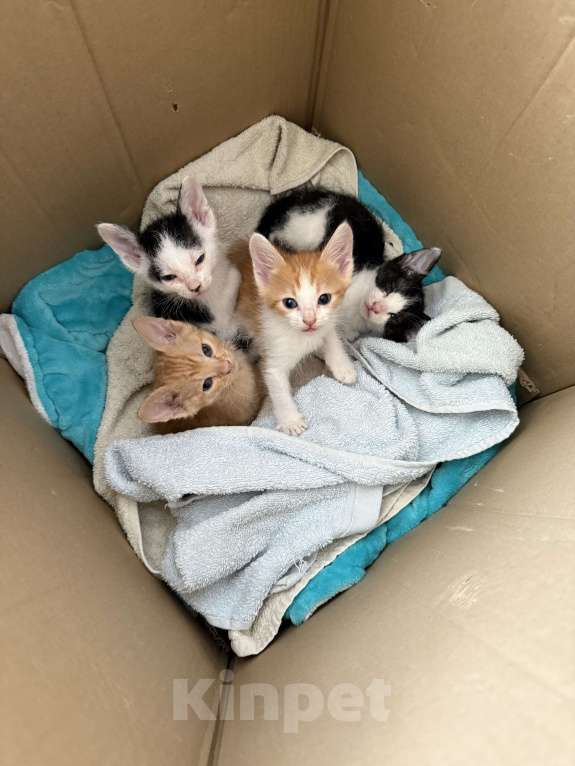 Кошки в Тольятти: Котята  Мальчик, Бесплатно - фото 4