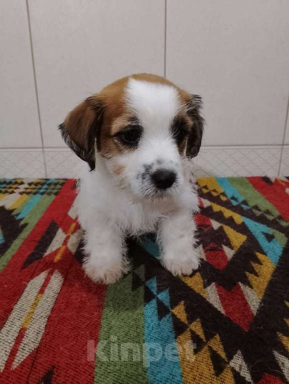 Собаки в Ставрополе: Высокопородные щенки Джек Рассел терьера  Мальчик, Бесплатно - фото 9