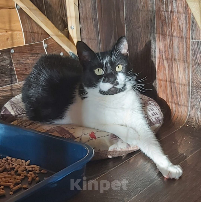 Кошки в Москве: Кошка Коровка ищет дом Девочка, Бесплатно - фото 5