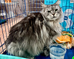 Кошки в Москве: Кошка Челси в добрые руки Девочка, Бесплатно - фото 5