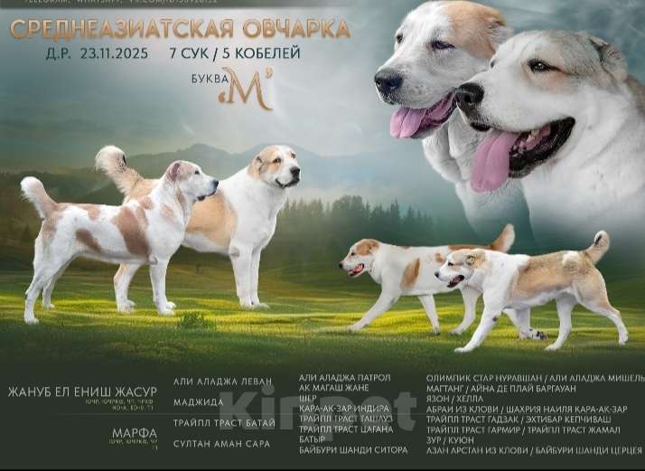 Собаки в Печоре: Щенок САО Мальчик, 35 000 руб. - фото 3