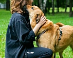 Собаки в Москве: Вене нужен дом Мальчик, 1 руб. - фото 2