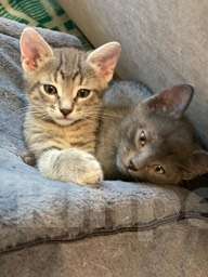 Кошки в Москве: Котята в добрые руки Мальчик, Бесплатно - фото 2