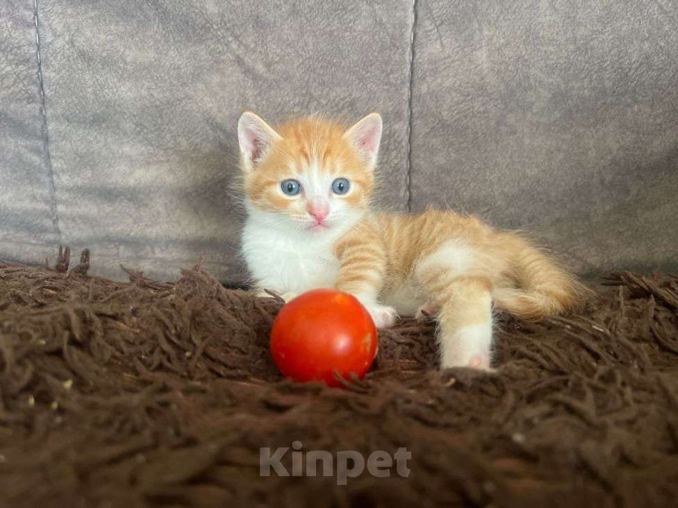 Кошки в Иркутске:  Котята в добрые руки, к лотку приучены Мальчик, Бесплатно - фото 3