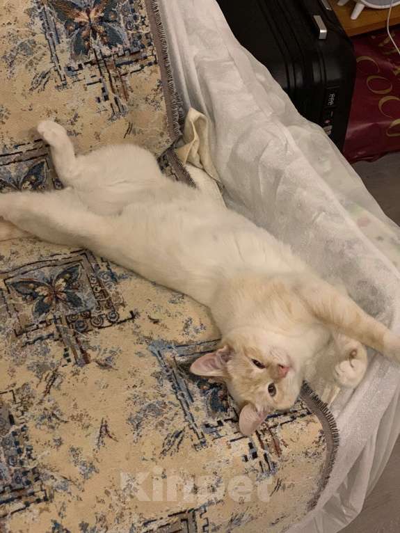 Кошки в Санкт-Петербурге: Котенок Абрикос  Мальчик, Бесплатно - фото 3