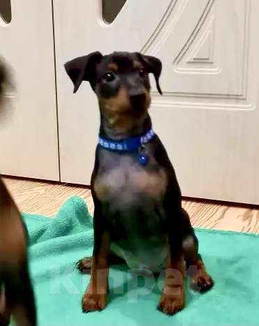 Собаки в Красноярске: Щенки цвергпинчера Мальчик, 45 000 руб. - фото 1