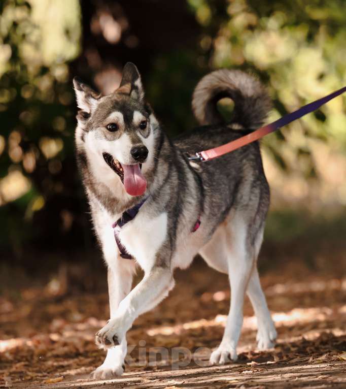 Собаки в Москве: Бывшедомашний мини хаски с большим сердцем из приюта в добрые руки Мальчик, Бесплатно - фото 9