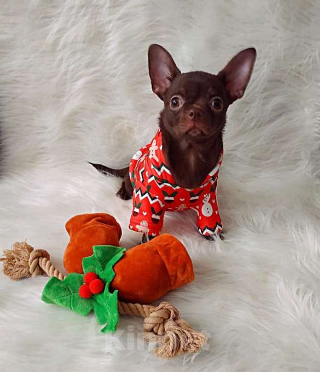 Собаки в Санкт-Петербурге: шоколадный мальчик 5 мес мелкий стандарт Мальчик, 27 000 руб. - фото 6