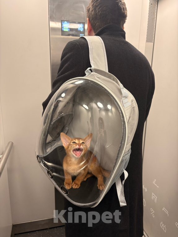 Кошки в других городах Московской области: 💥Продается котенок ( Окрaс сорpель ). Мальчик, 40 000 руб. - фото 7