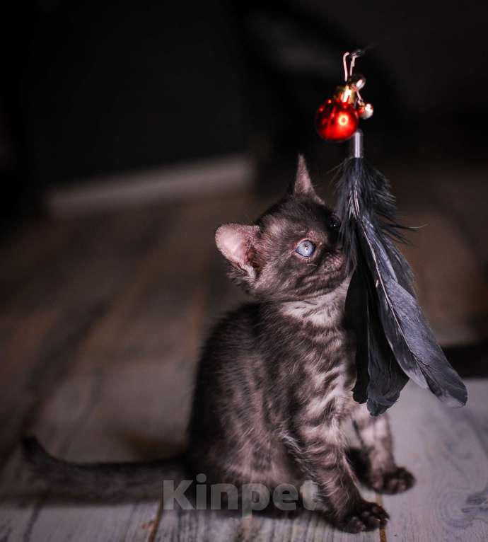 Кошки в Москве: Бенгальские котята Девочка, 55 000 руб. - фото 7