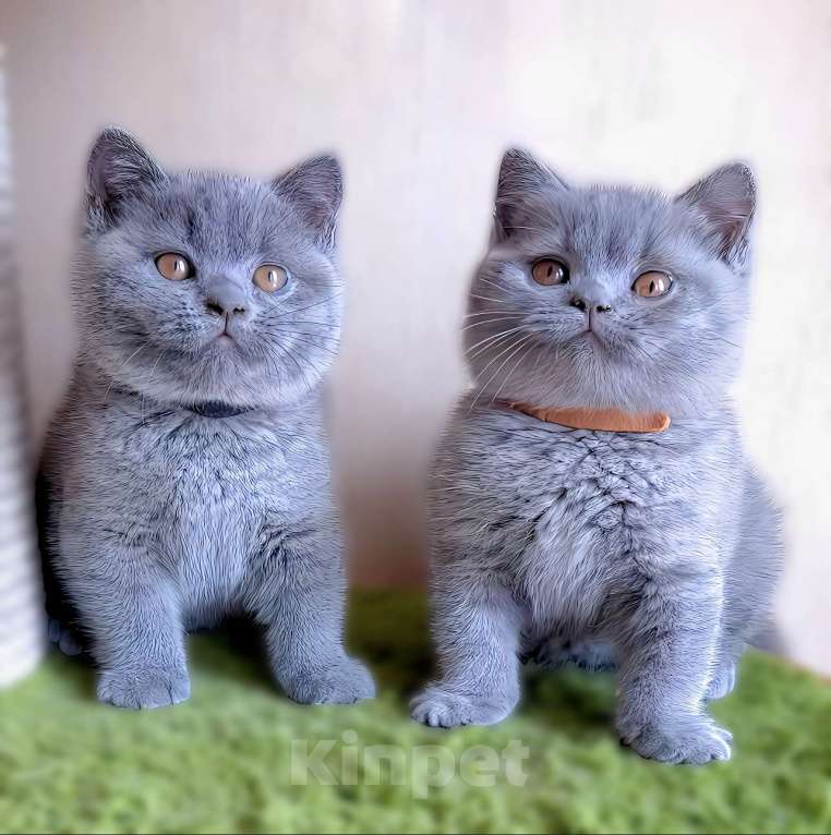 Кошки в Москве: Британский котенок  Мальчик, Бесплатно - фото 8