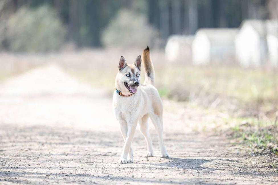 Собаки в Москве: Голубоглазая красавица собака Шелли Девочка, Бесплатно - фото 3