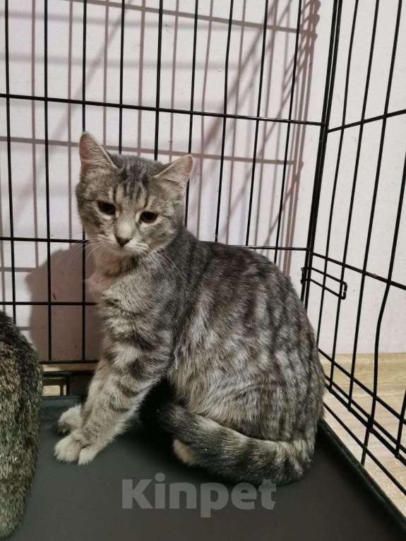 Кошки в Москве: Котенок Тиша ищет дом Мальчик, Бесплатно - фото 2