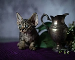 Кошки в Москве: Купить котенка Девон - рекс. Очаровательные кудряшки для вас. Девочка, Бесплатно - фото 3
