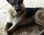 Собаки в Сертолово: Вео восточноевропейская овчарка вязка, 1 руб. - фото 7