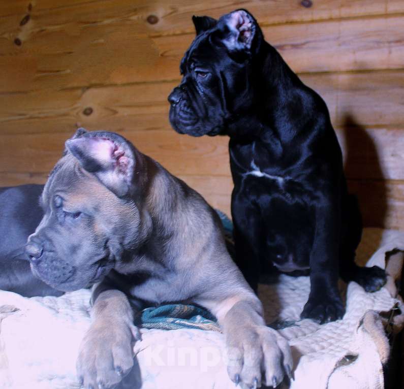 Собаки в Череповце: Мальчик  форментино и две девочки Мальчик, 70 000 руб. - фото 9