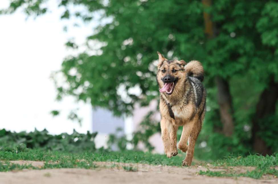 Собаки в Москве: Куки осталась одна из щенков, кого не забрали из приюта Девочка, Бесплатно - фото 5