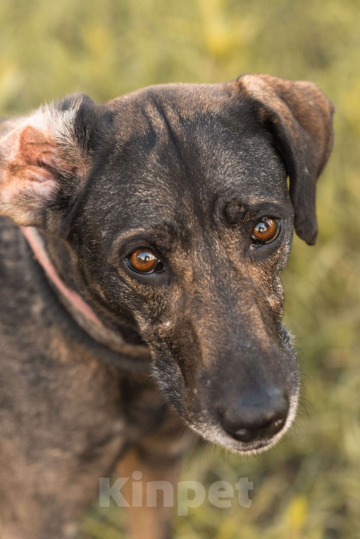 Собаки в Балашихе: Люся ищет новый дом и верного друга Девочка, Бесплатно - фото 6